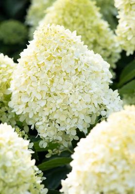 Living Cotton Cream® Hortensja Bukietowa Hydrangea paniculata