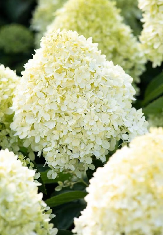 Living Cotton Cream® Hortensja Bukietowa Hydrangea paniculata