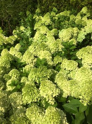 &#39;Mojito&#39; Hortensja bukietowa Hydrangea paniculata