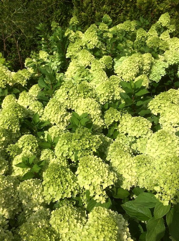 &#39;Mojito&#39; Hortensja bukietowa Hydrangea paniculata