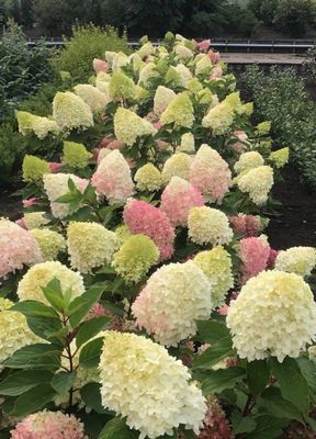 Pinkachu® Hortensja bukietowa Hydrangea paniculata