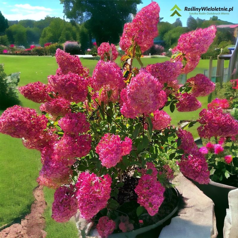 &quot;MalinLove&quot; Hortensja bukietowa Hydrangea paniculata