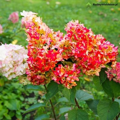 &#39;Wim&#39;s Red&#39; Hortensja Bukietowa Hydrangea paniculata