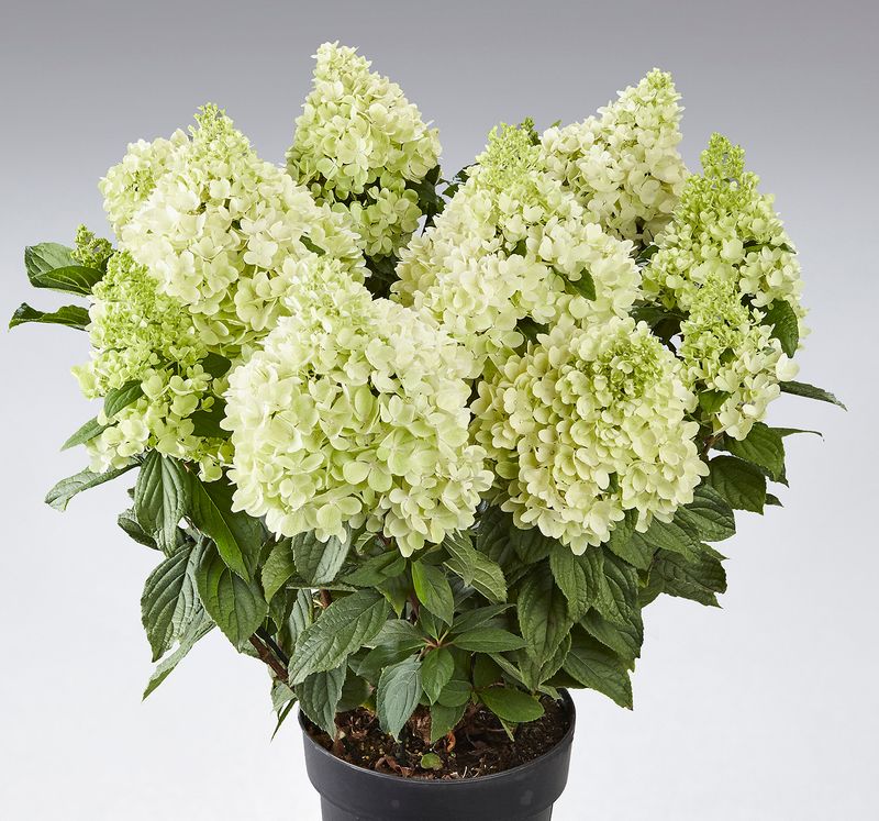 &#39;Panorama&#39; Hortensja bukietowa Hydrangea paniculata