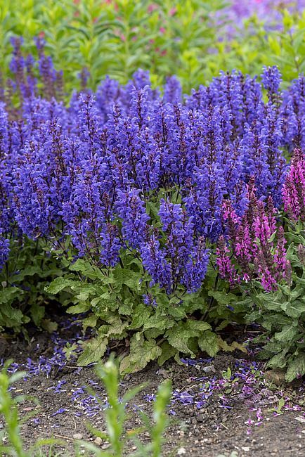 &#39;Noble Knight&#39; Szałwia omszona Salvia nemorosa