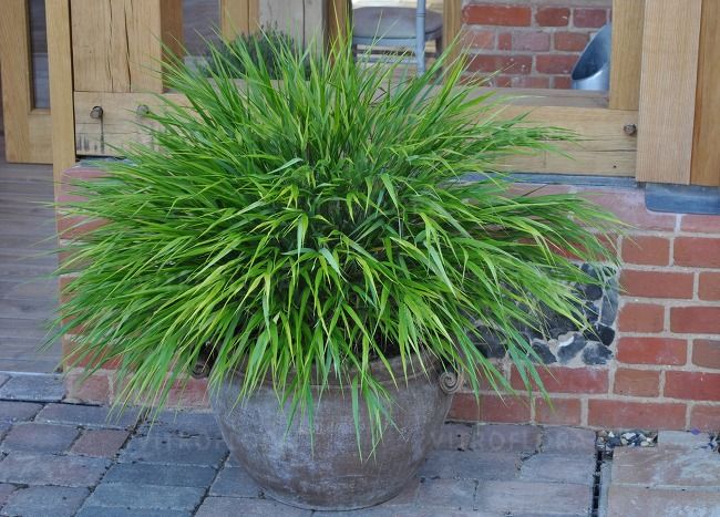 &#39;Greenhills&#39; Hakonechloa
