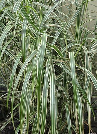 &#39;Cosmopolitan&#39; Miskant chiński Miscanthus