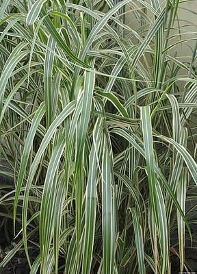 &#39;Cosmopolitan&#39; Miskant chiński Miscanthus