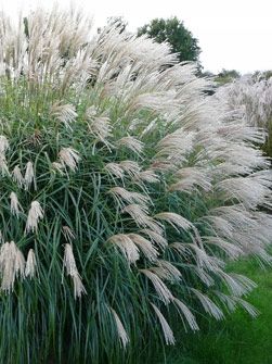 &#39;Herman Mussel&#39; Miskant chiński Miscanthus