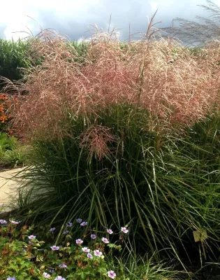 &#39;Pink Cloud&#39; Miskant chiński Miscanthus