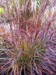 &#39;Purple Fall&#39; Miskant chiński Miscanthus