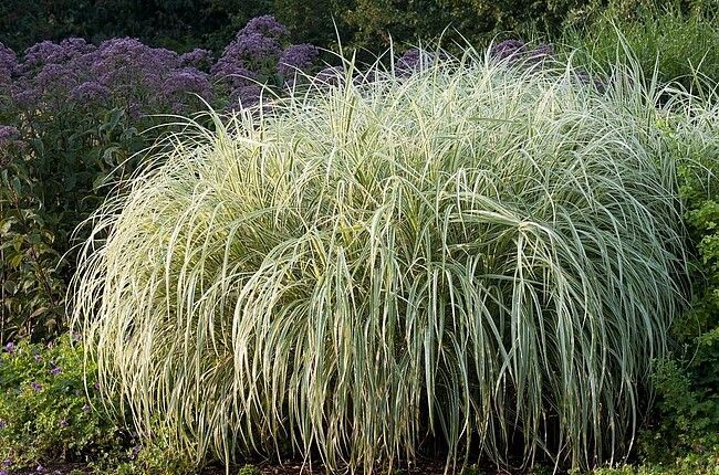 &#39;Variegatus&#39; Miskant chiński Miscanthus