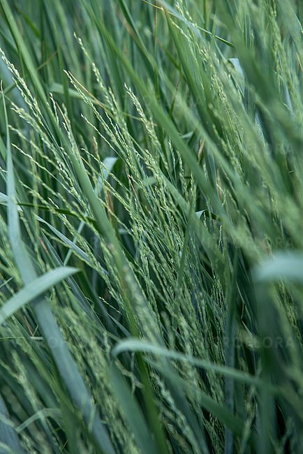 &#39;Blue Fountain&#39; Proso Panicum