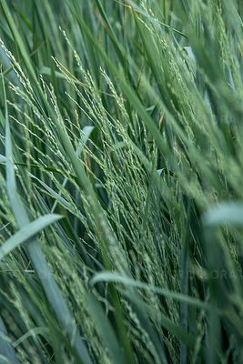 &#39;Blue Fountain&#39; Proso Panicum