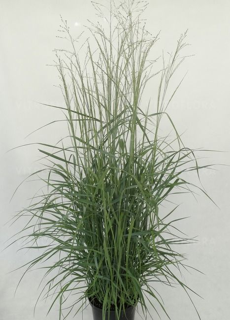 &#39;Prairie Sky&#39; Proso Panicum