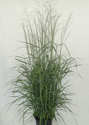 &#39;Prairie Sky&#39; Proso Panicum