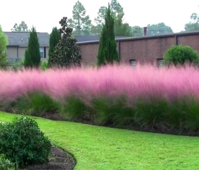Muhlenbergia capillaris