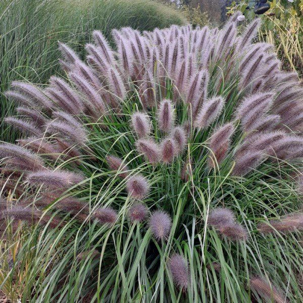 &#39;Black Beauty&#39; Rozplenica Pennisetum