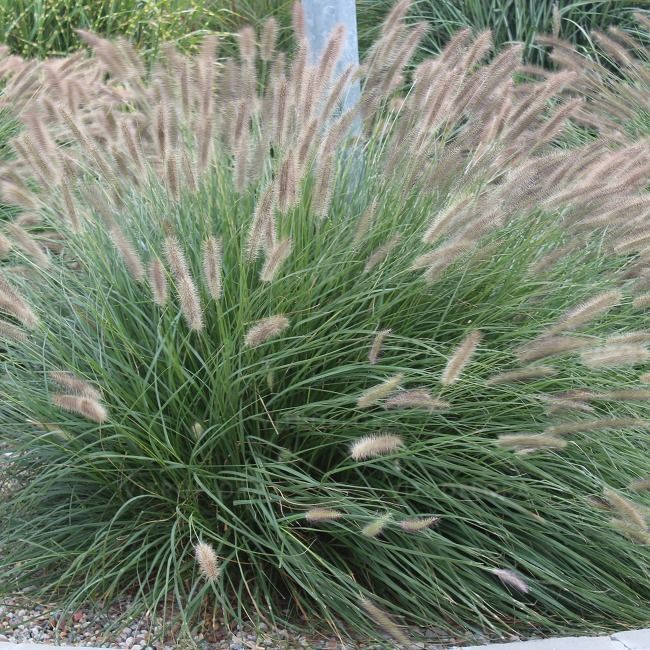 &#39;Lady U&#39; Rozplenica Pennisetum