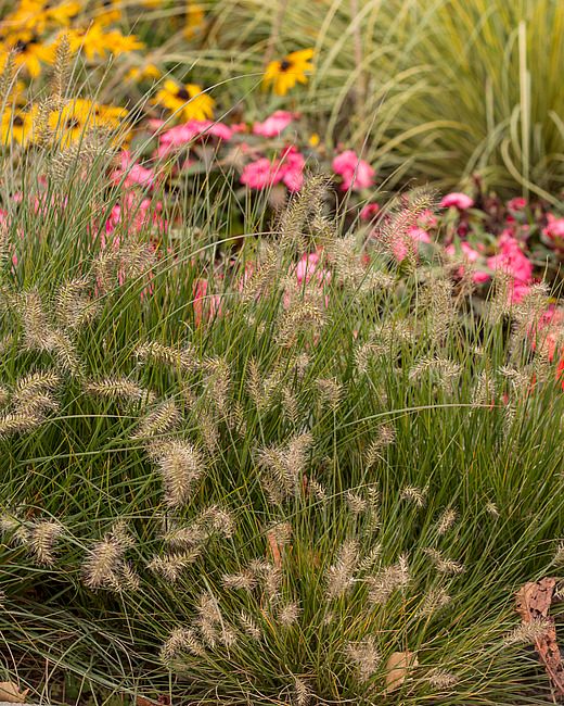 &#39;Little Bunny&#39; Rozplenica japońska Pennisetum
