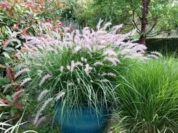&#39;Fairy Trail&#39; Rozplenica wschodnia Pennisetum