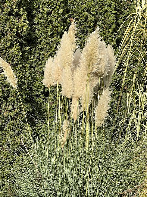 &#39;Tiny Pampa&#39; Biała trawa pampasowa Cortaderia