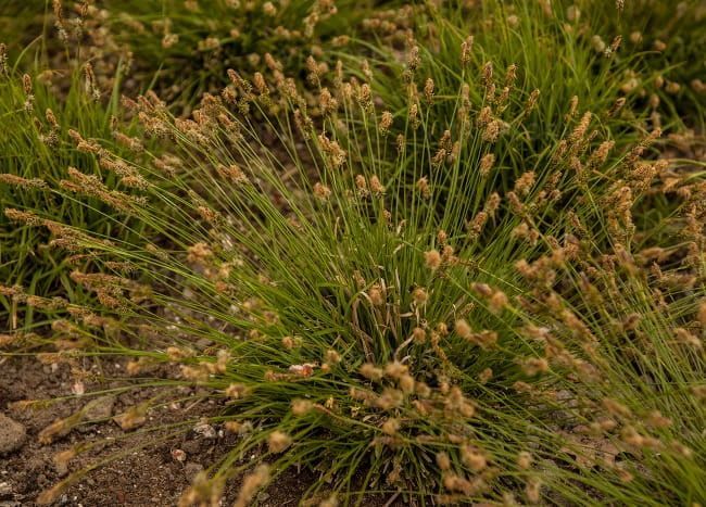&#39;The Beatles&#39; Turzyca Carex