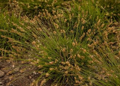 &#39;The Beatles&#39; Turzyca Carex