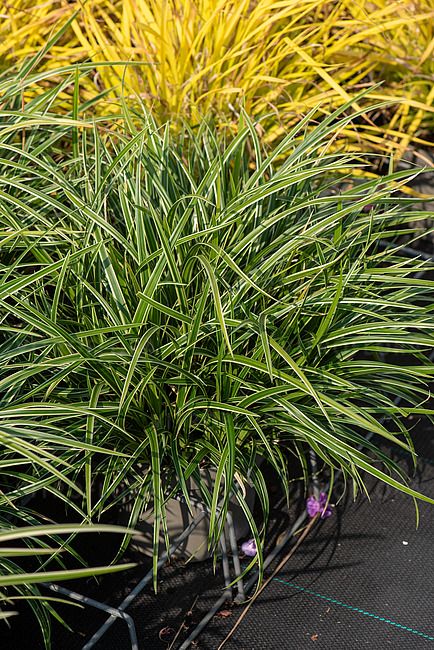 &#39;Ice Dance&#39; Turzyca Carex