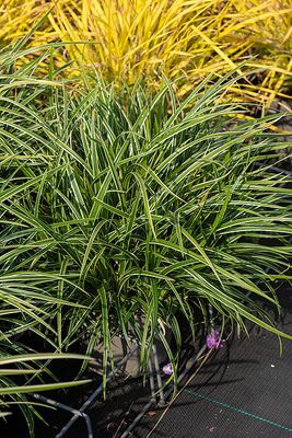 &#39;Ice Dance&#39; Turzyca Carex