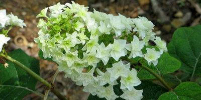 &#39;Gatsby Star&#39;® Hortensja dębolistna Hydrangea