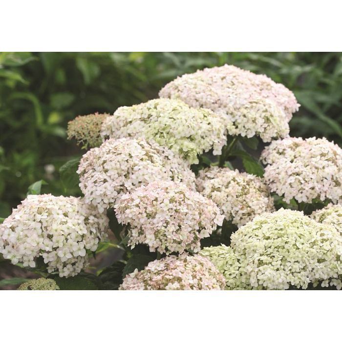 &#39;Blanchetta® Bellargazza&#39; Hortensja drzewiasta Hydrangea arborescens