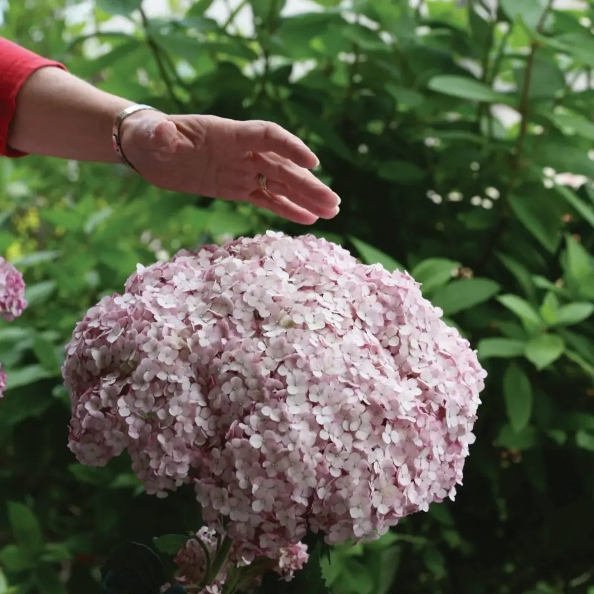 &#39;Sweet Annabelle&#39; Hortensja drzewiasta Hydrangea arborescens