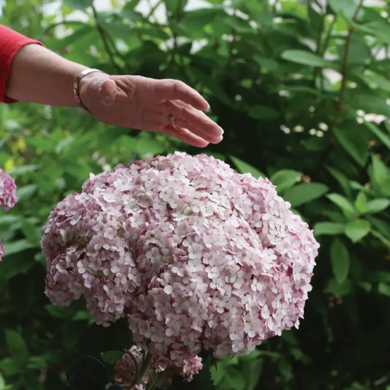 &#39;Sweet Annabelle&#39; Hortensja drzewiasta Hydrangea arborescens