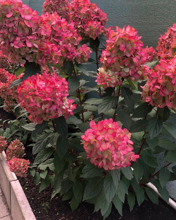 &#39;Bloody Marie®&#39; Hortensja Bukietowa Hydrangea paniculata