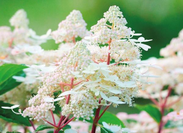 'Early Harry' Hortensja bukietowa Hydrangea paniculata