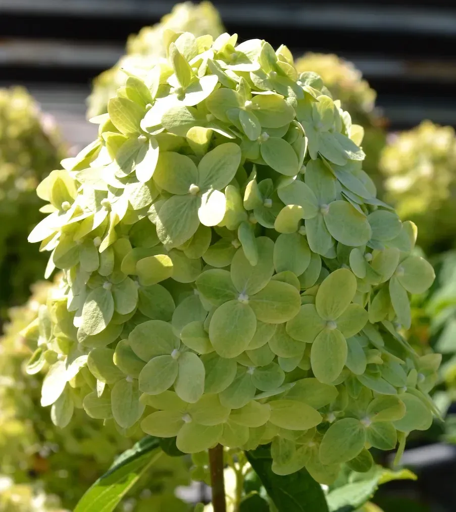 &#39;GardenLights® Greenlight&#39;  Hortensja bukietowa Hydrangea paniculata