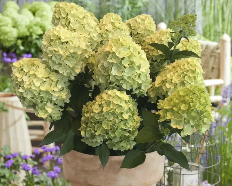 &#39;GardenLights® Lemonlight&#39;  Hortensja bukietowa Hydrangea paniculata