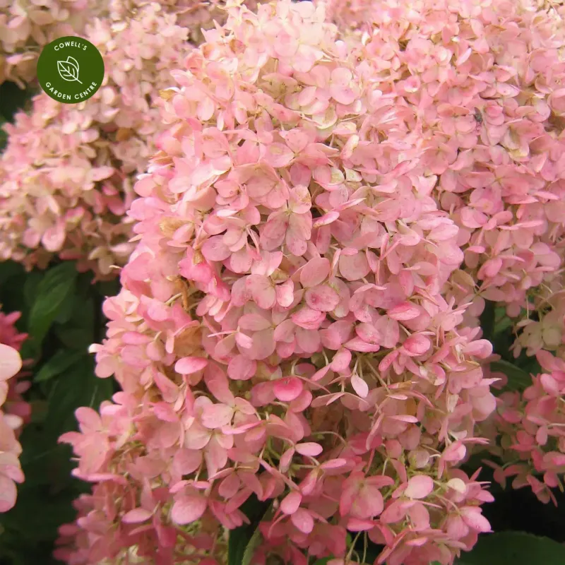 &#39;GardenLights® Pinklight&#39;  Hortensja bukietowa Hydrangea paniculata