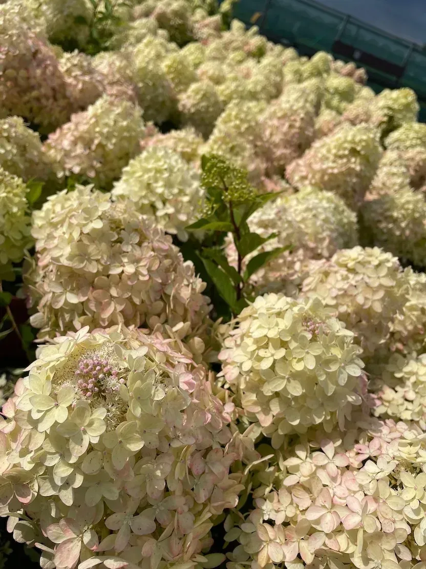 &#39;GardenLights® XSlight&#39;  Hortensja bukietowa Hydrangea paniculata