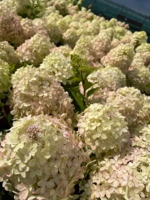 &#39;GardenLights® XSlight&#39;  Hortensja bukietowa Hydrangea paniculata