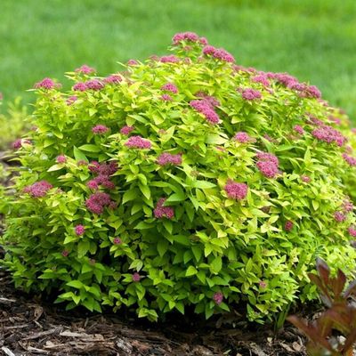 &#39;Double Play Big Bang&#39; Tawuła japońska Spirea japonica