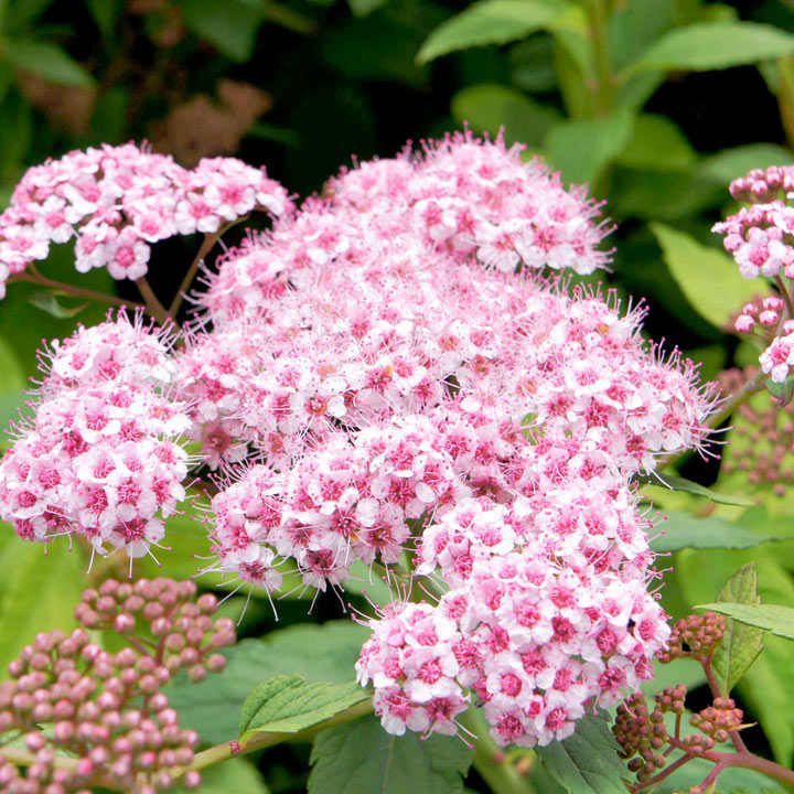 &#39;Sparkling Champagne&#39; Tawuła japońska Spirea japonica