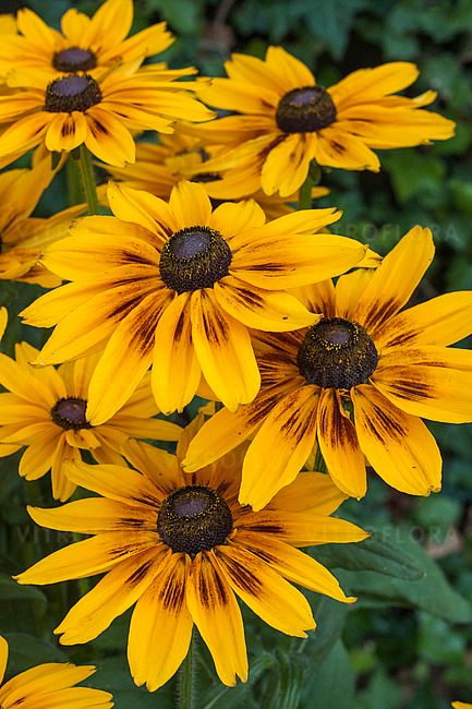 &#39;Sunbeckia® Alicia&#39; Rudbekia