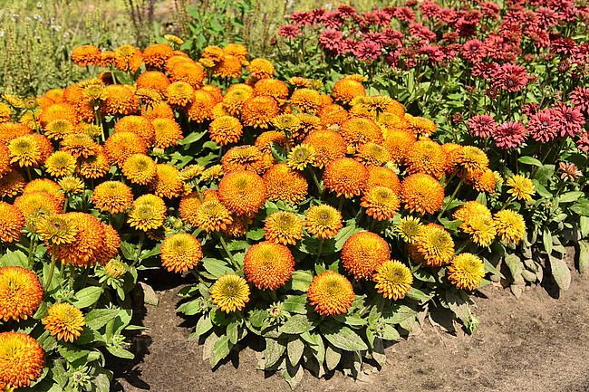 &#39;Fireball&#39; Rudbekia