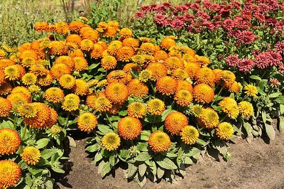 &#39;Fireball&#39; Rudbekia