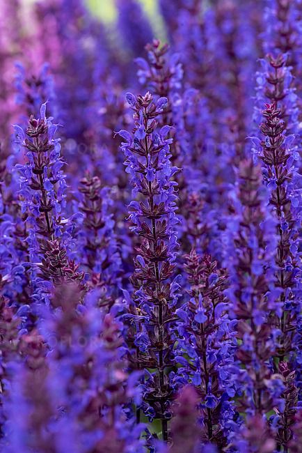 &#39;Noche&#39; Szałwia omszona Salvia nemorosa