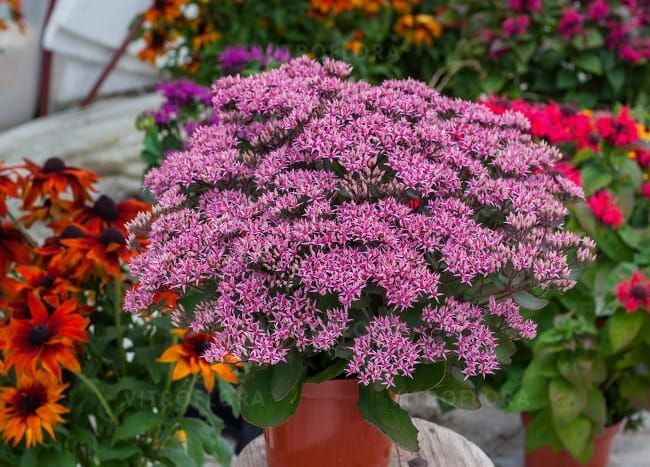 &#39;Cloud Walker&#39; Rozchodnik Sedum