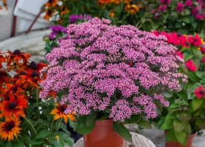 &#39;Cloud Walker&#39; Rozchodnik Sedum