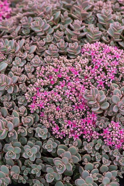 &#39;Rosenteppich&#39; Rozchodnik Sedum